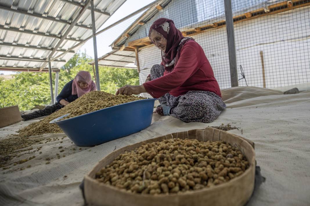 Tunceli'de Hasadı Çok Bereketli Başladı: 500 Ton Rekolte Bekleniyor 4